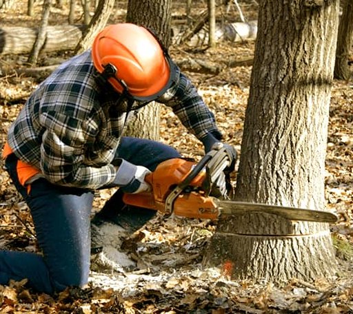 Tree Removal in Coleman, OK